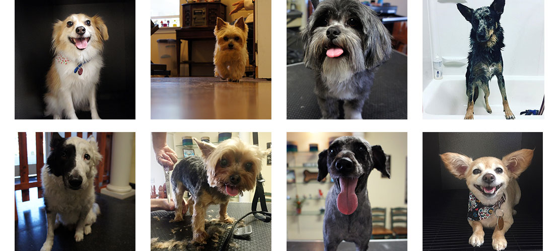 Mutt Cuts Pet Grooming in Chico, CA