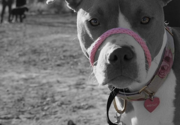 Mutts Behave Behavior Dog Training in Orange County, CA