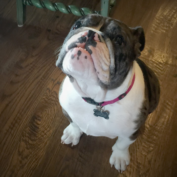 Mutts Behave Reviews Behavior Dog Training in Orange County, CA