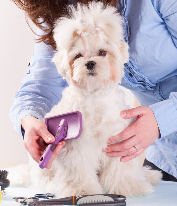 New Puppy Series 4 Puppy's First Grooming Muttz with Mannerz™