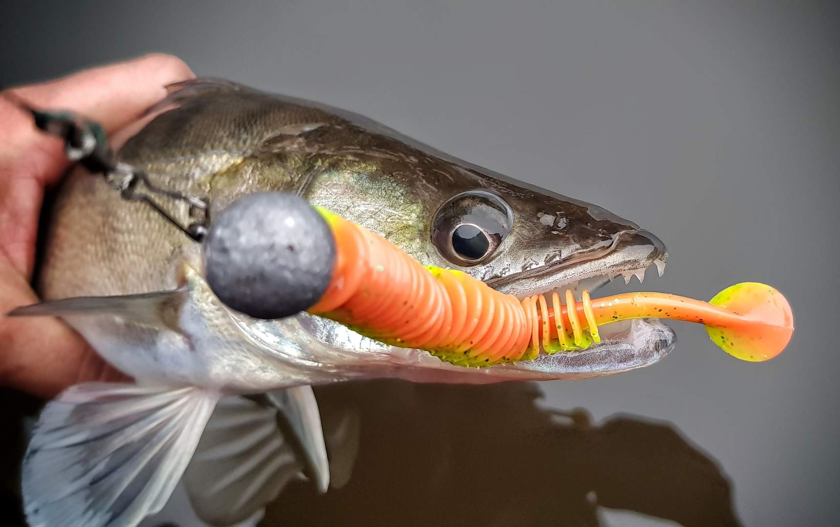 Predator fishing MV Fishing.cz