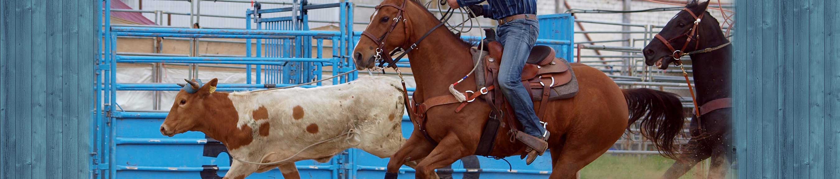 Equine Clinic Near Me Photos All