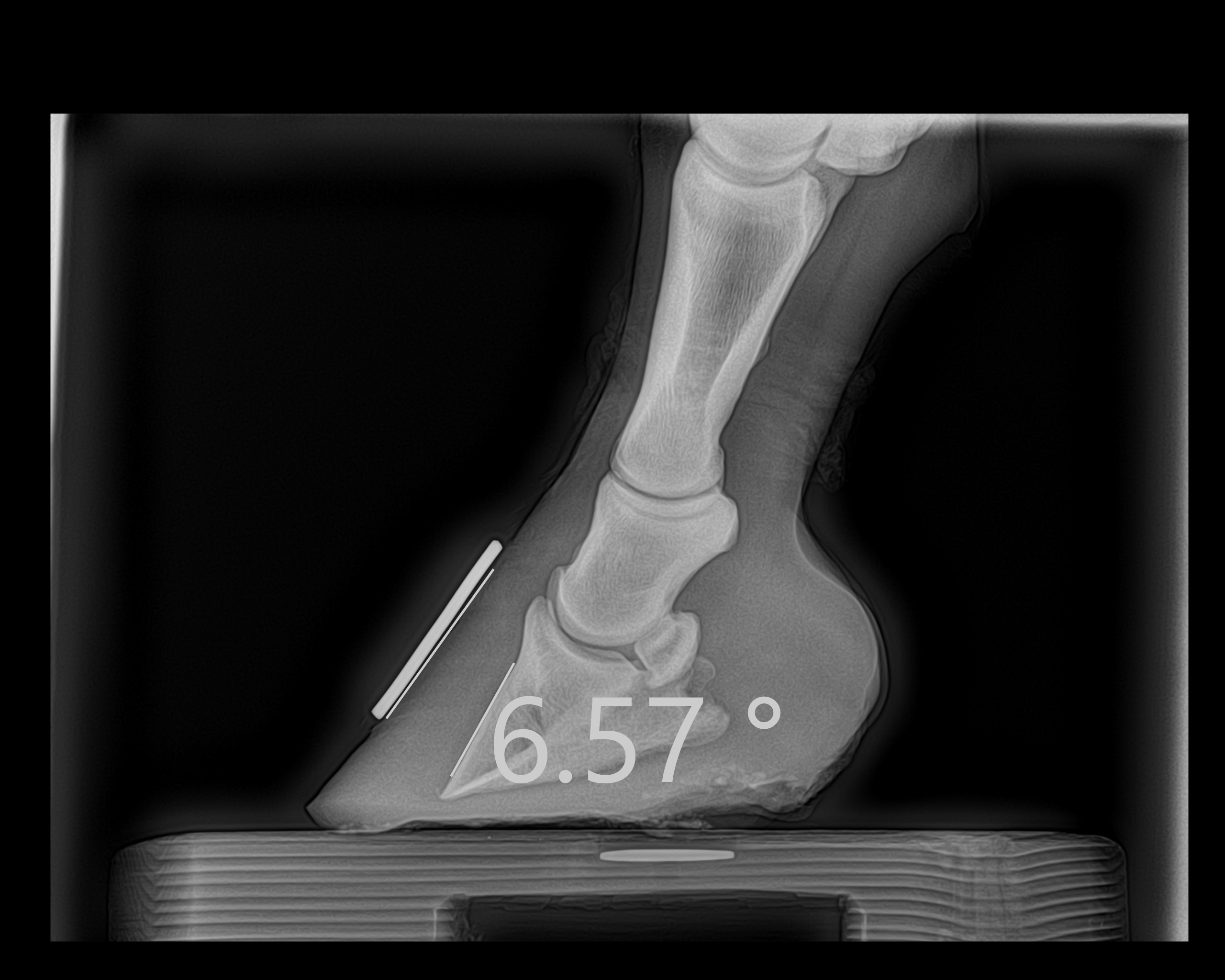 laminitis2 Mobile Veterinary Services