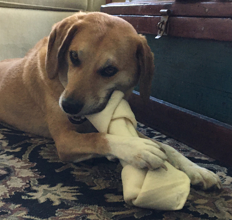 Dogcharmer Anxious pups The Martha's Vineyard Times
