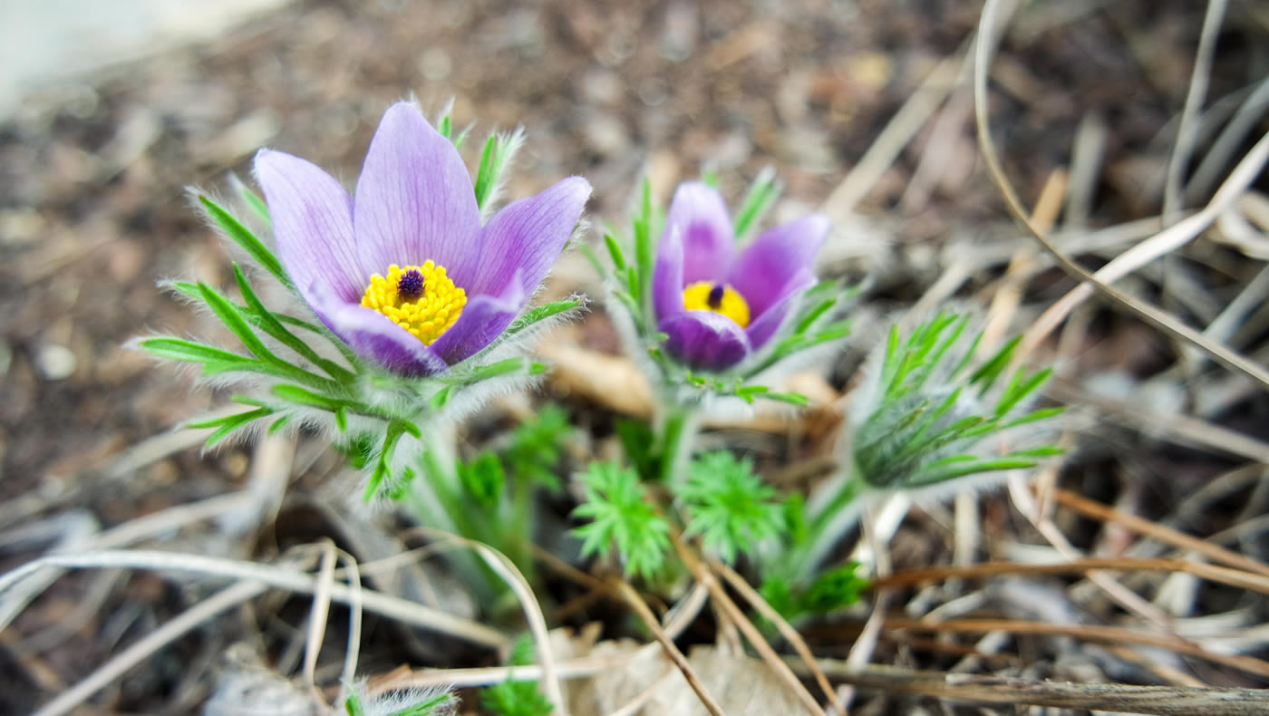 Load up on native plants at these sales MWMO