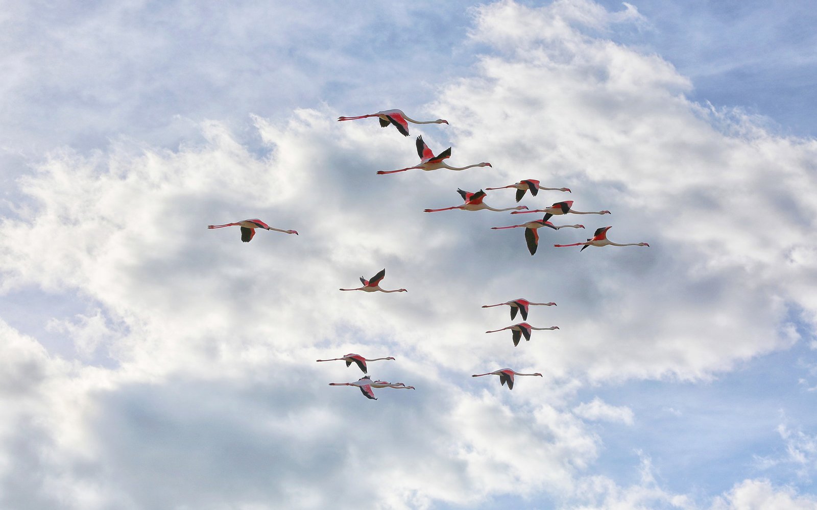 What Sound Does a Flamingo Make? My Flamingo Shop