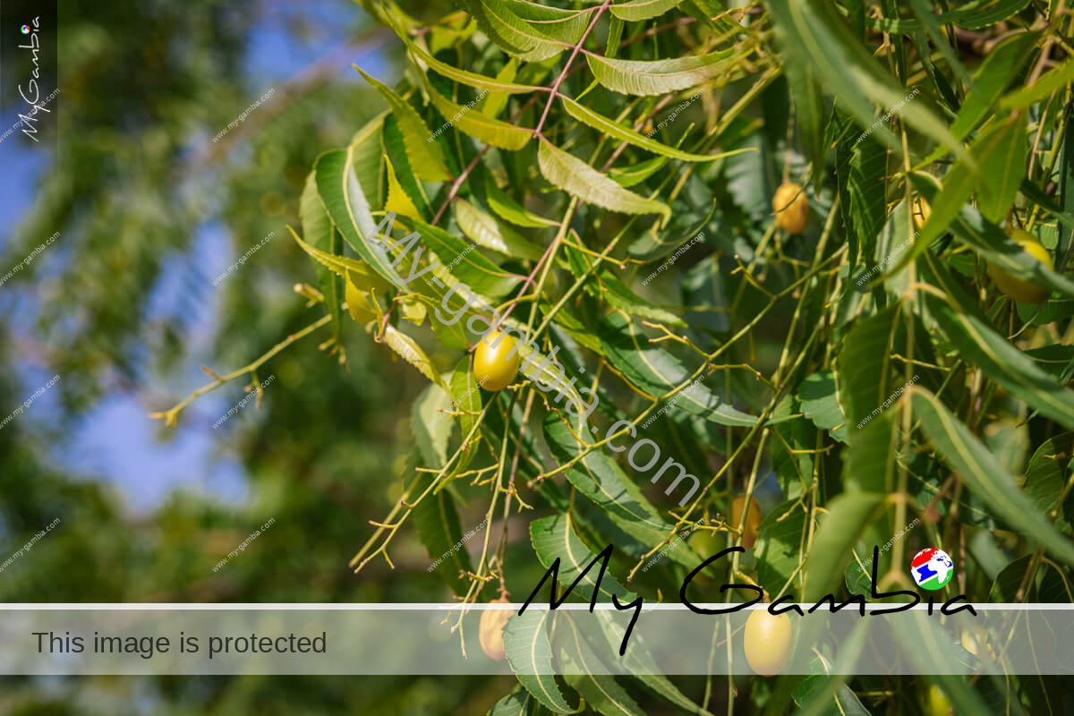 Neem The Miracle Tree My Gambia