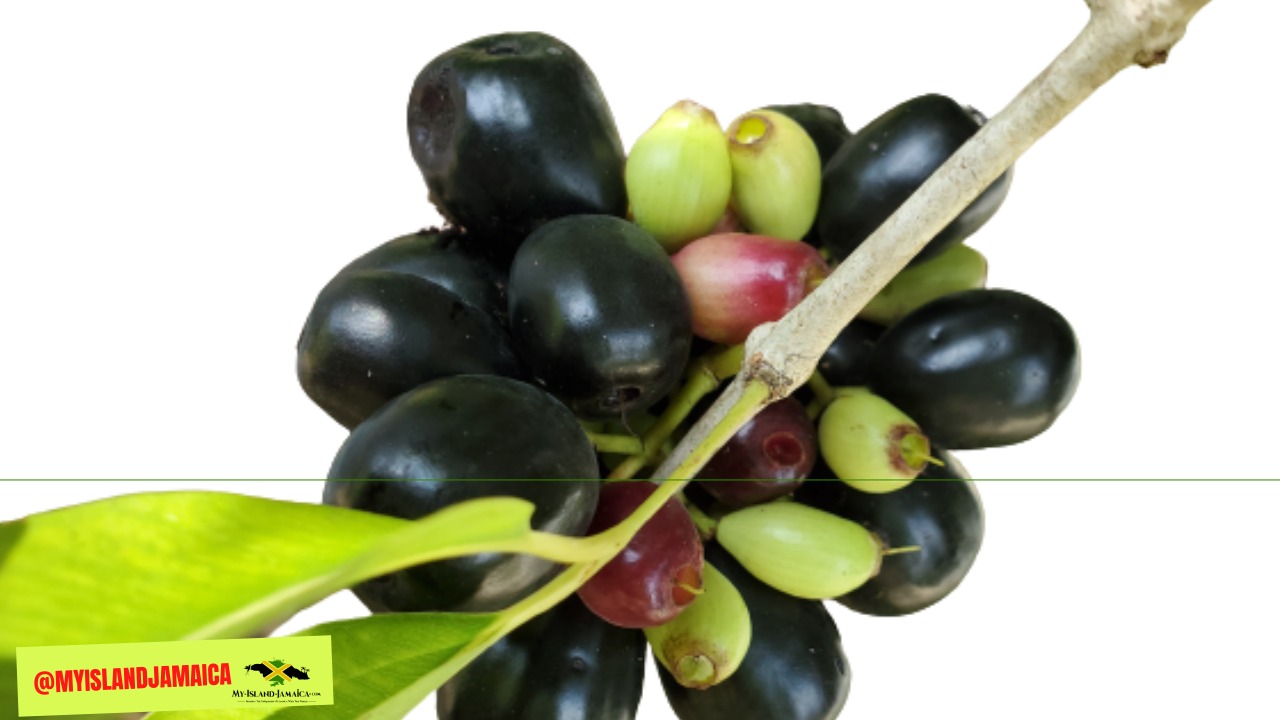 Jamaican Java Plum The "Fruit of Gods"