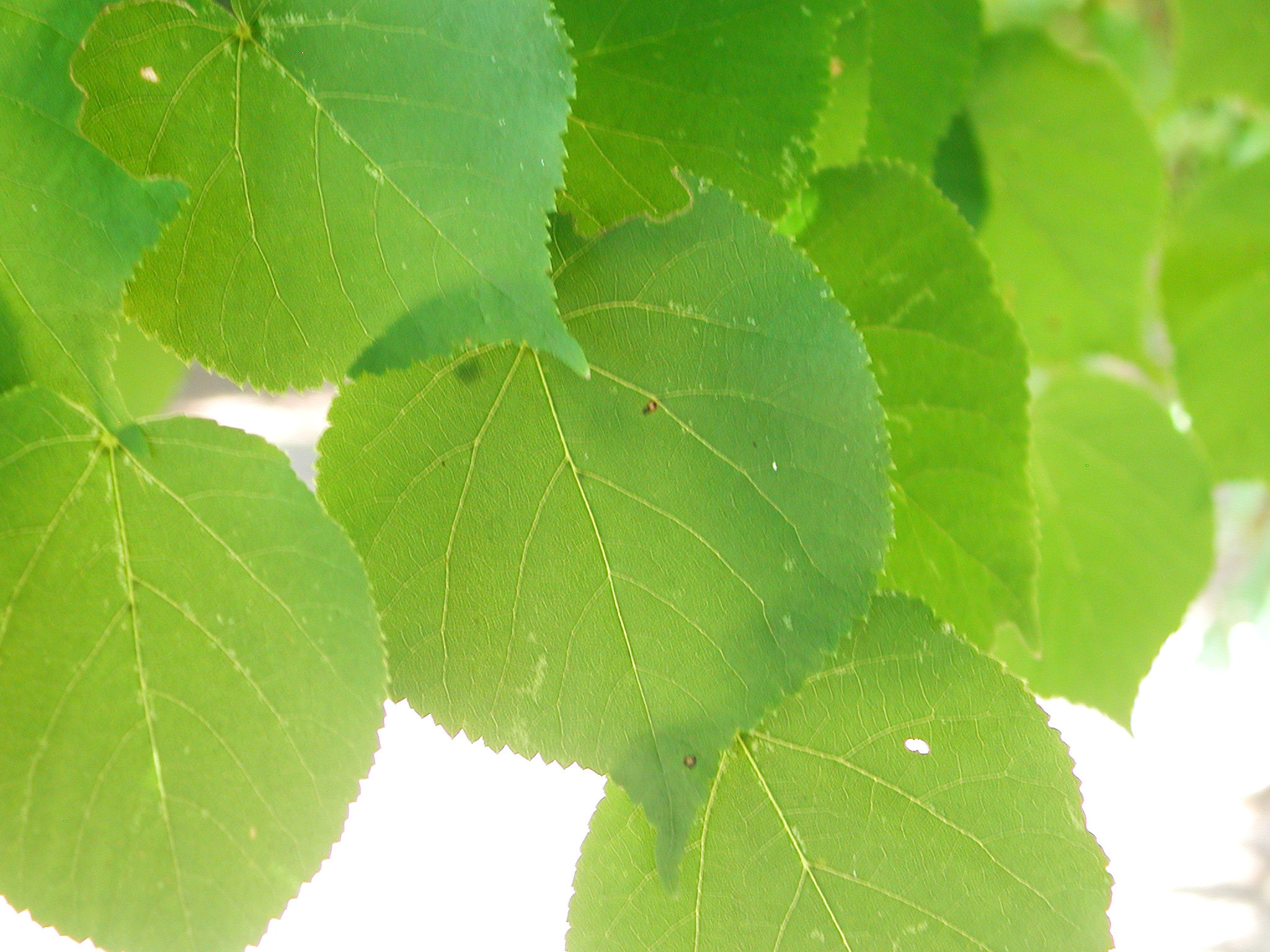 Leaves of Crimean Linden Nature Photo Gallery