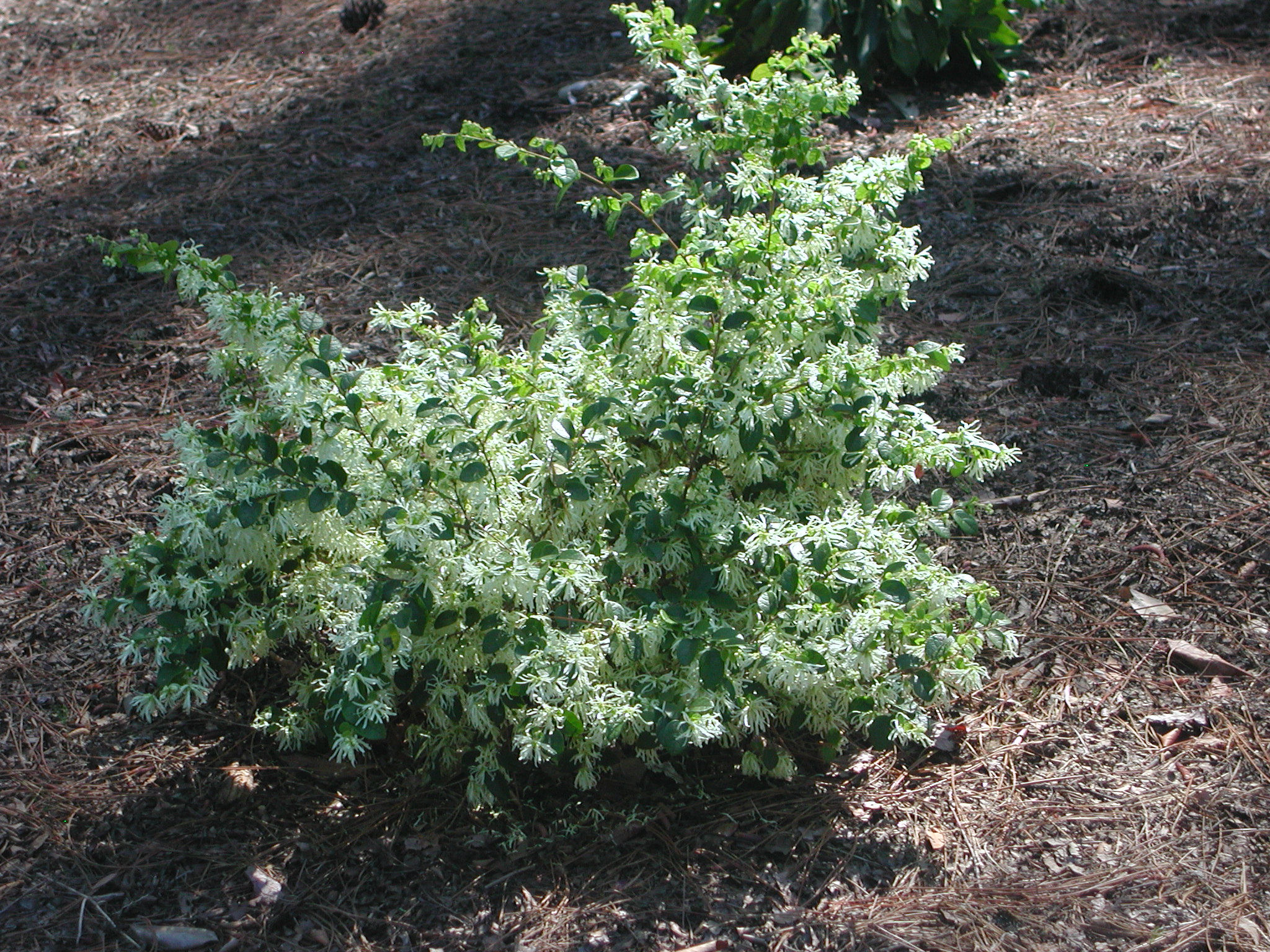 Photo for Emerald Snow Loropetalum Nature Photo Gallery