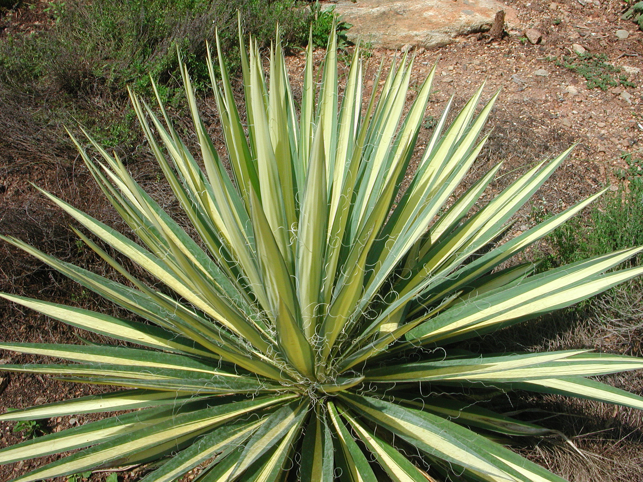 Leaves of Yucca Nature Photo Gallery