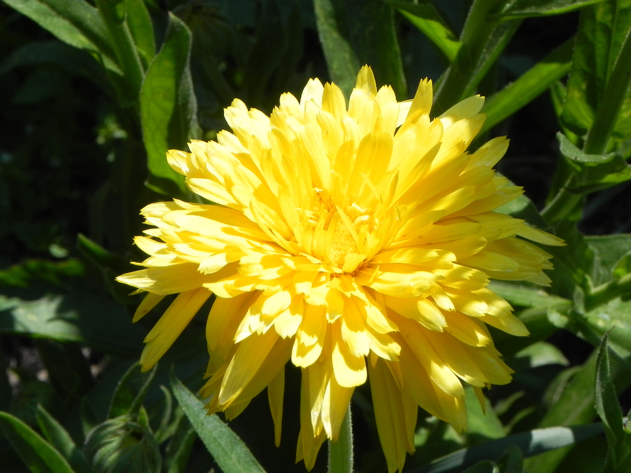 Yellow Flowers of Calendula Officinalis Nature Photo Gallery