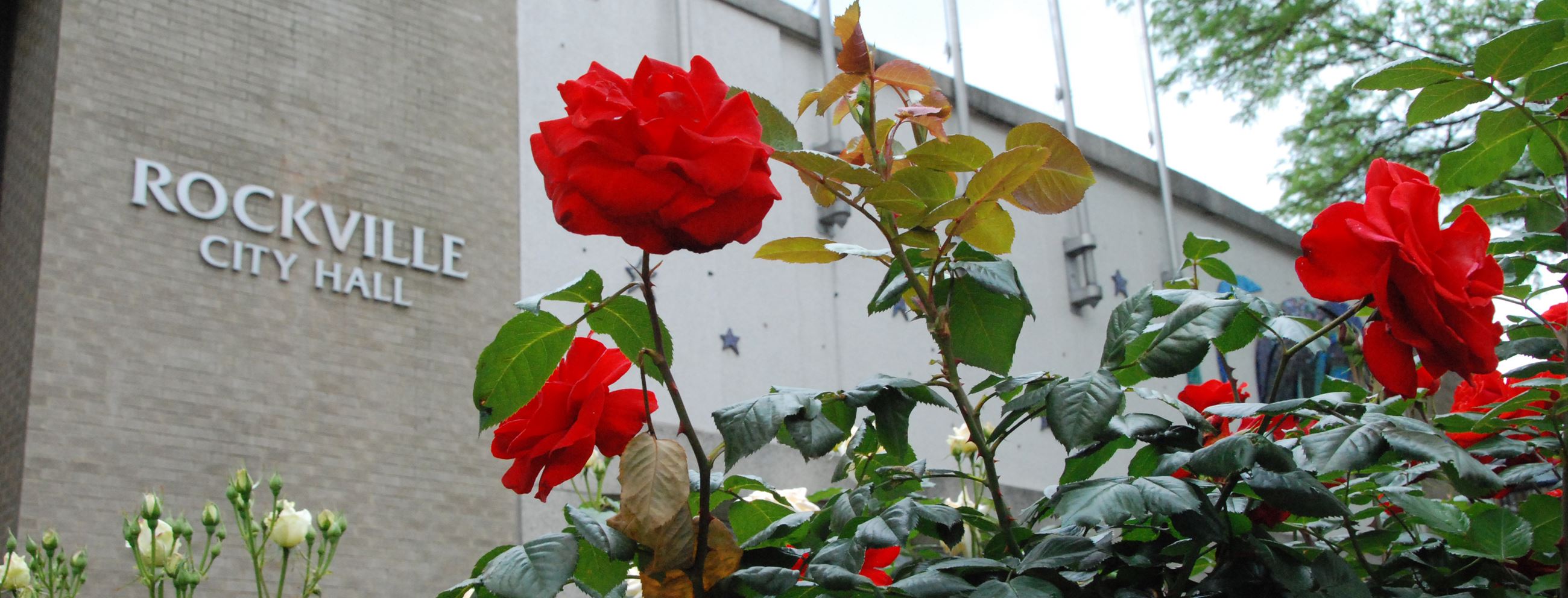 to AFEA American Financial Education Alliance