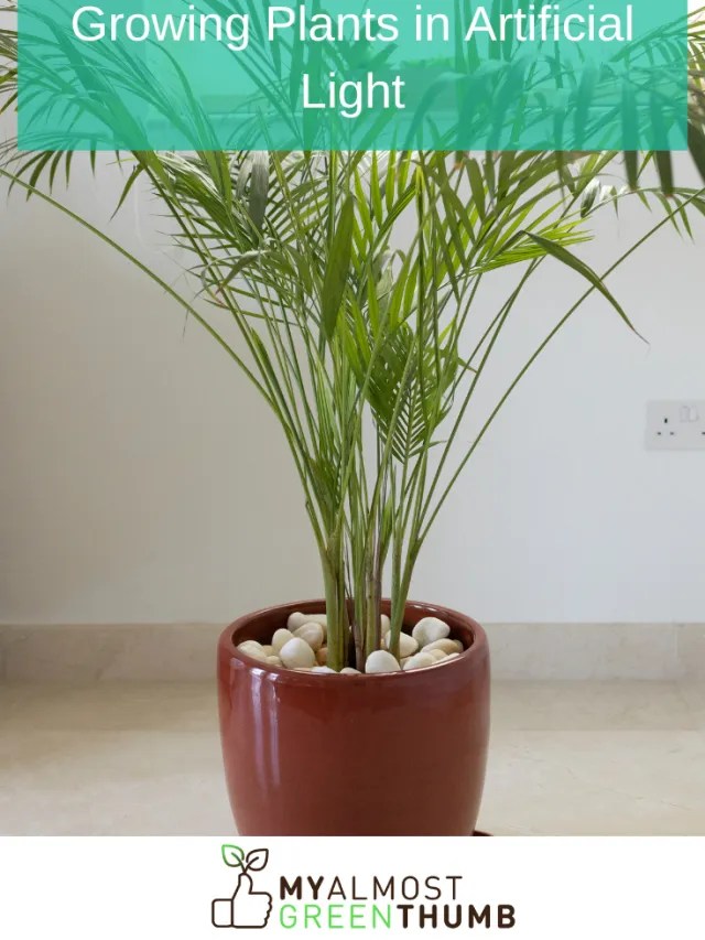 Growing Plants in Artificial Light My Almost Green Thumb