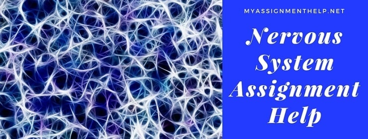 Nervous system assignment (3).docx Course Hero