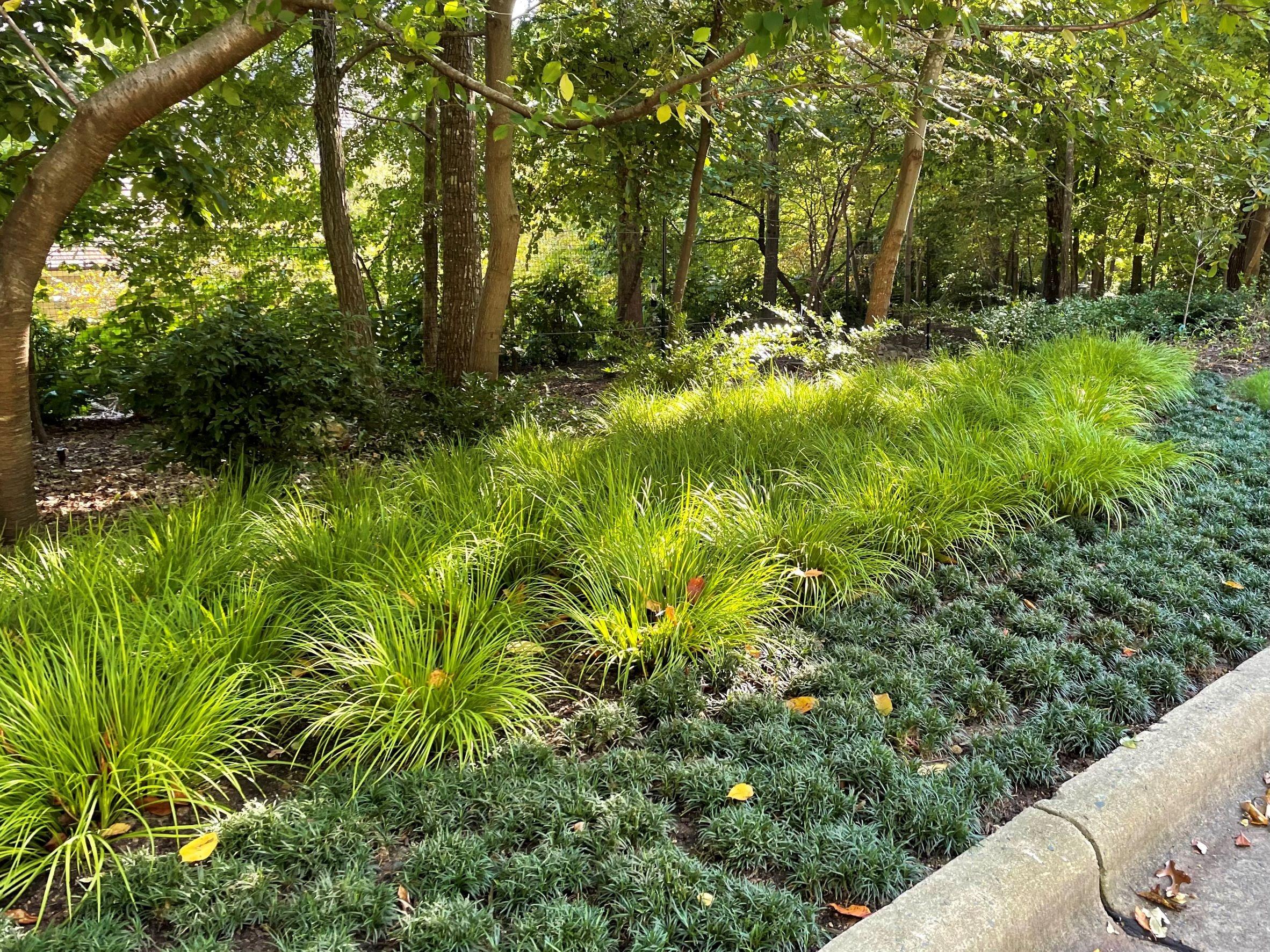 Tropical plants for North Carolina