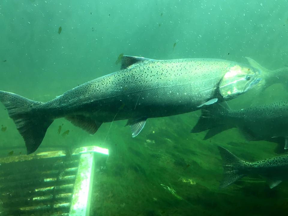 Learn about salmon at Ballard Locks Fisheries Day on Saturday My Ballard