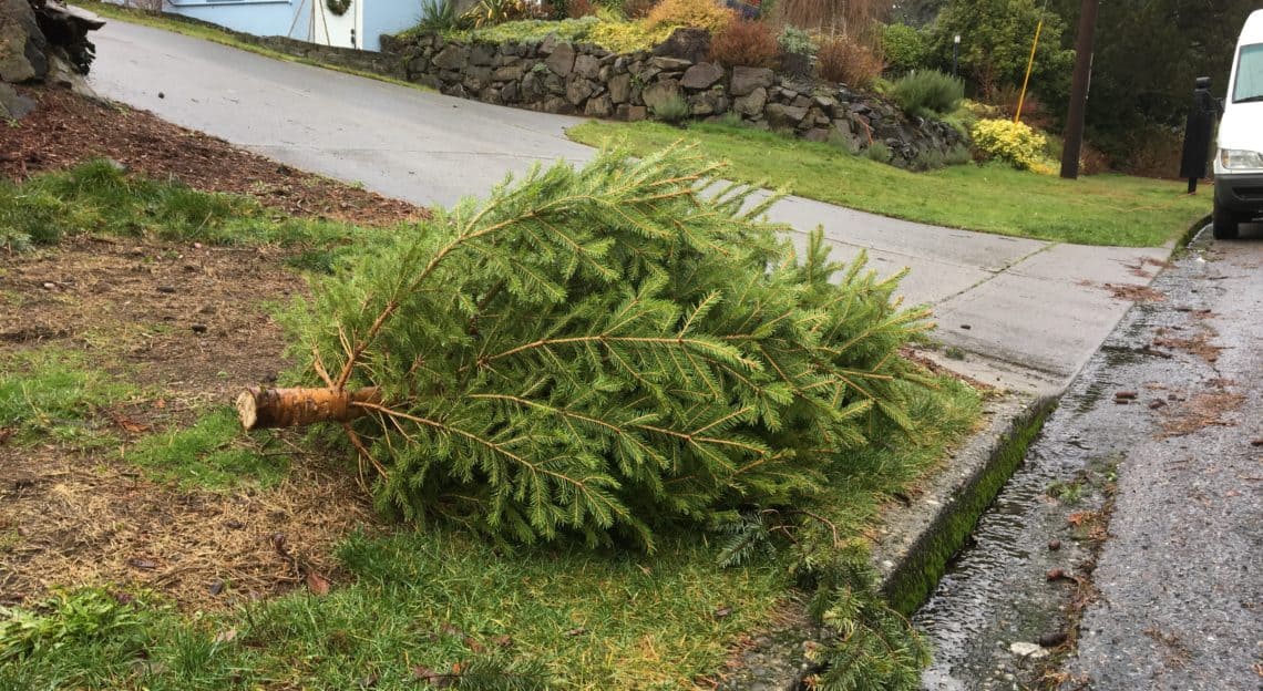 Put your Christmas tree out for composting until Jan. 31 My Ballard