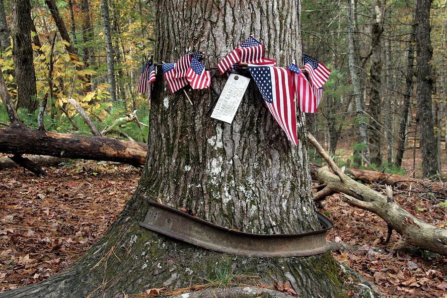 Pearl Harbor Tree in Cades Cove My Bear Foot Cabins