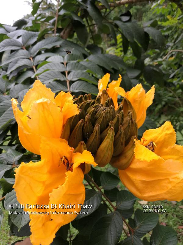Spathodea campanulata P.Beauv. Bignoniaceae Malaysia