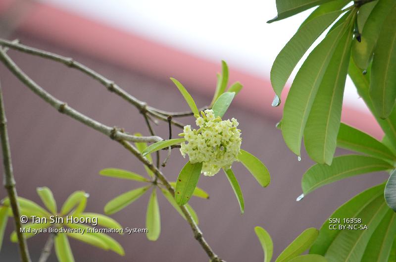 Alstonia angustiloba Miq. Apocynaceae Malaysia