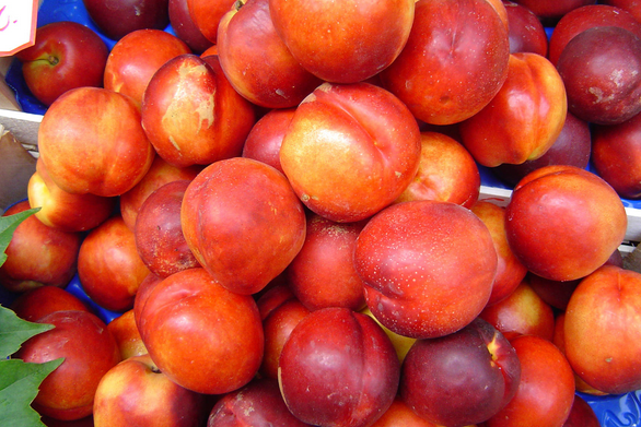 Can Dogs Eat This? EPIC Guide to 105 Foods Apples Bananas Grapes