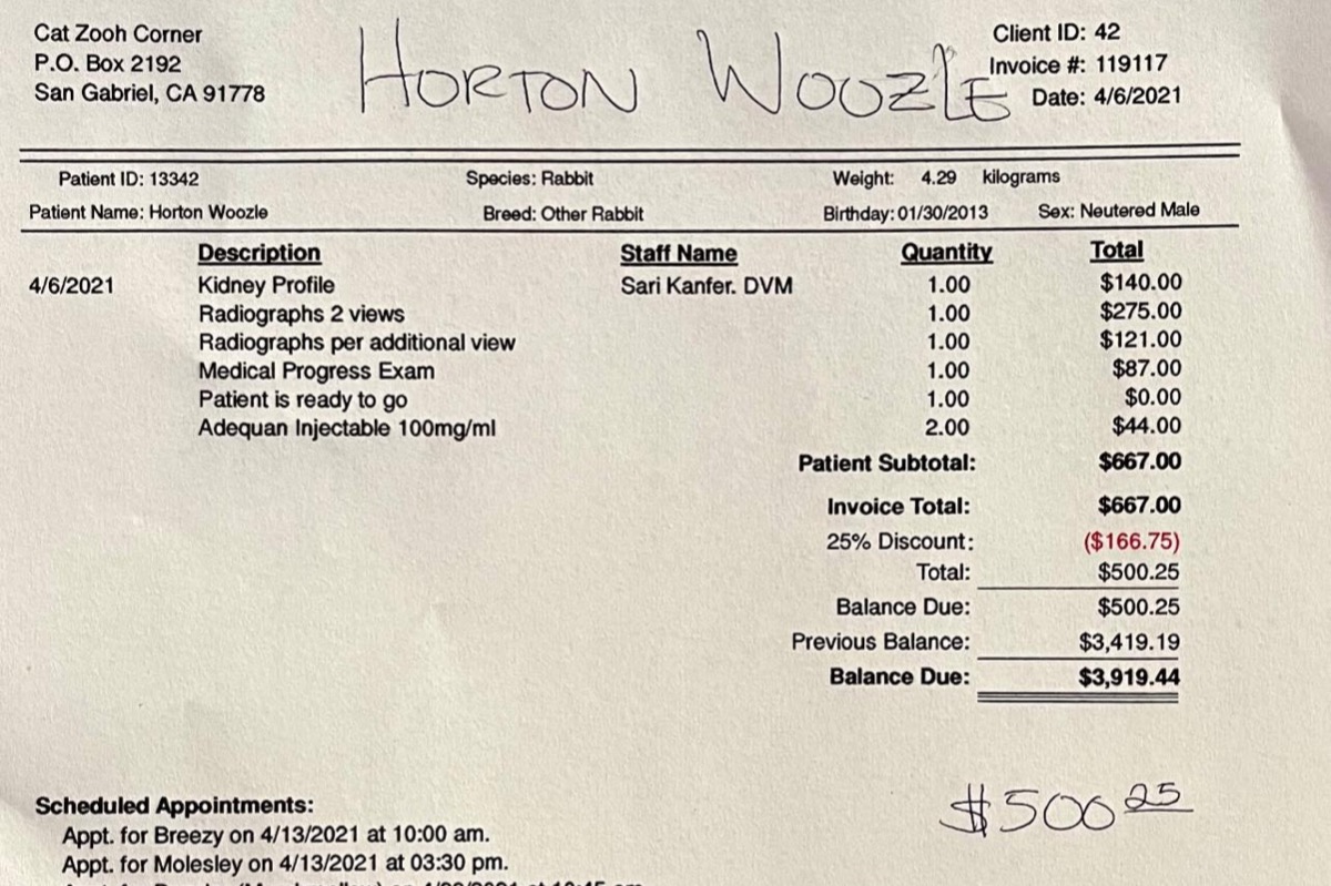 Help Pay Sanctuary Vet Bills Zooh Corner Rabbit Rescue