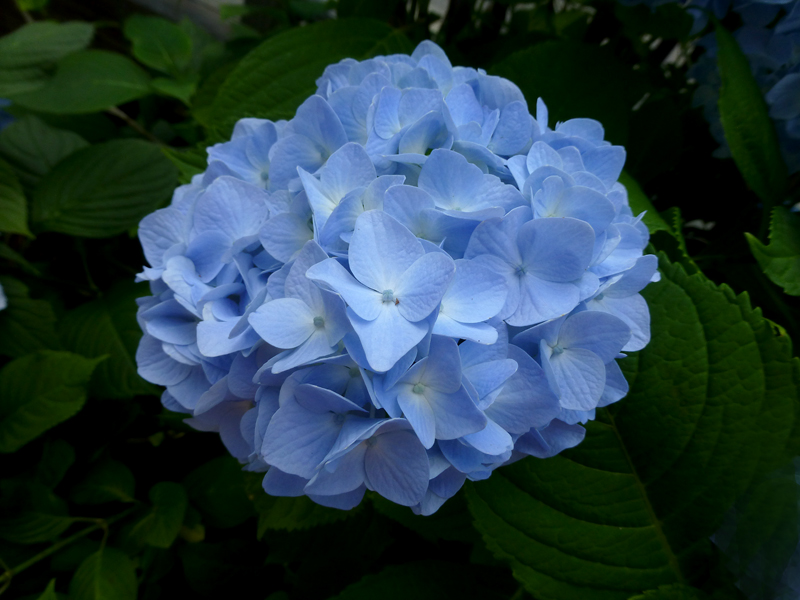 Cape Cod Flowers Delivery / A Visit to Cape Cod Flower power, Cape