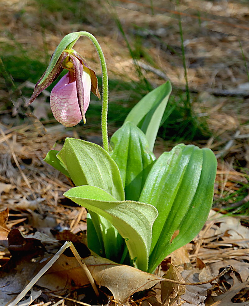 Beautiful Pink Lady Slipper Wildflowers On Cape Cod. Cape Cod Blog