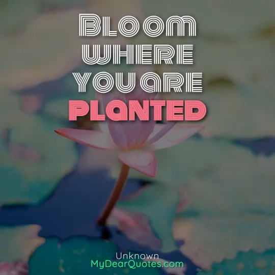 30+ Flowers BLOOMING Quotes And IMAGES Quotela