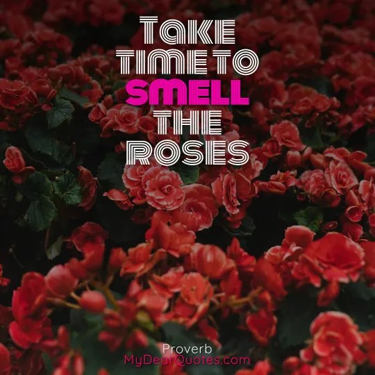 30+ Flowers BLOOMING Quotes And IMAGES