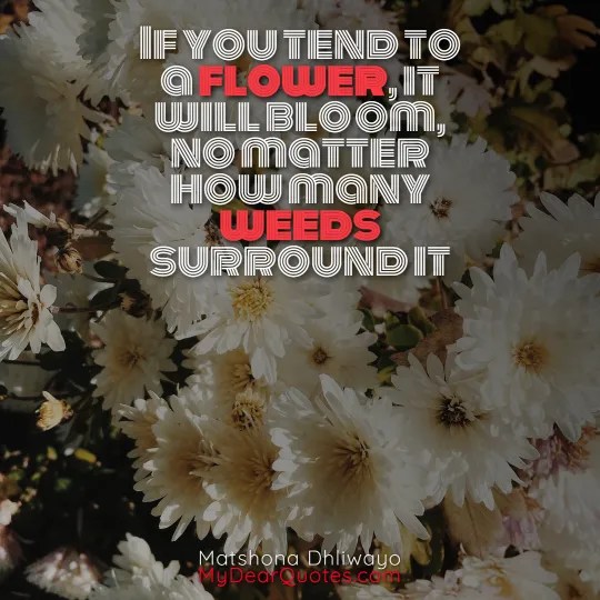 30+ Flowers BLOOMING Quotes And IMAGES