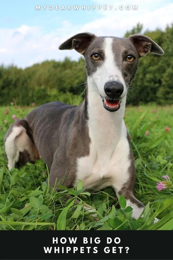 How Big Do Whippets Get? A Guide to Whippet Size