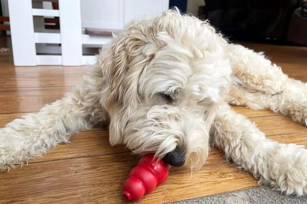 15 Best Chew Toys for Puppies (Perfect for Teething Dogs)