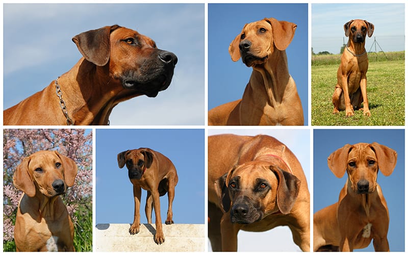 Rhodesian Ridgeback Price Everything You Need to Know