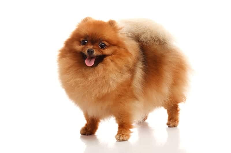 140+ Furry and Fabulous Pomeranian Names My Dog's Name