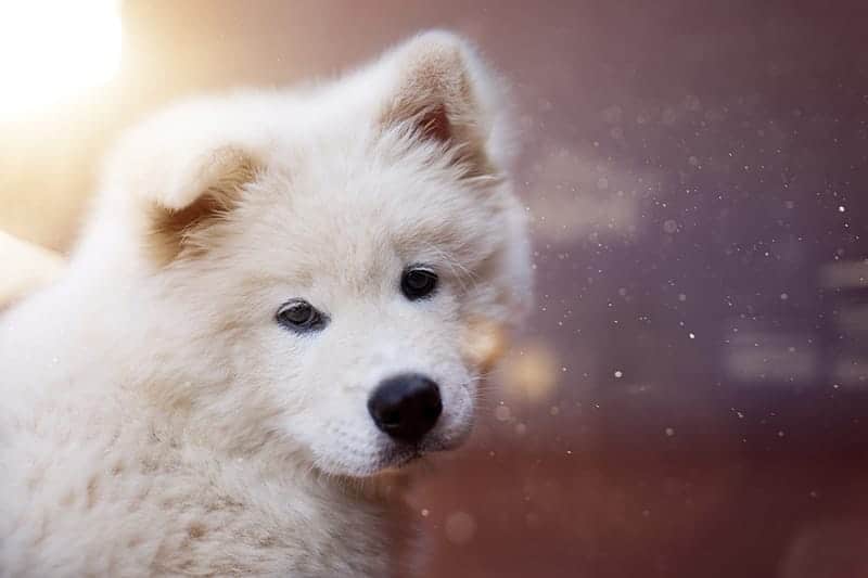 435+ Fluffy Dog Names We Adore My Dog's Name