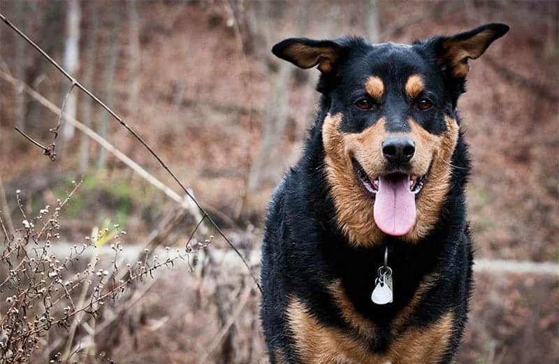 German Shepherd Rottweiler Mix The Complete Guide My Dog's Name