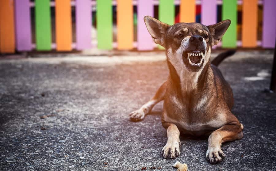 How to Train a Dog Not to Bite An Essential Guide My Dog's Name