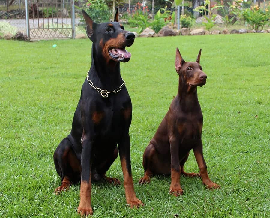 641+ Perfect Doberman Names [Cute, Tough & More] My Dog's Name