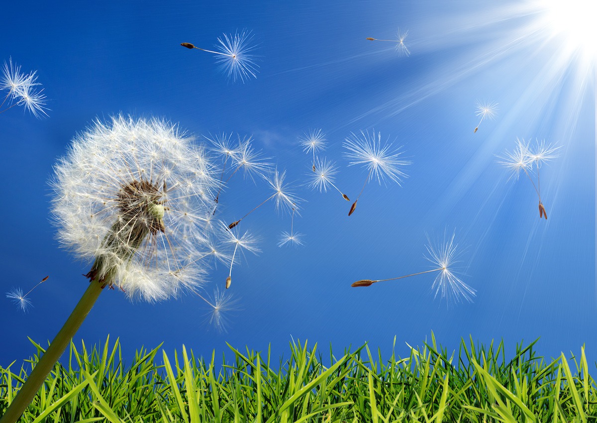 Asthma and pollen