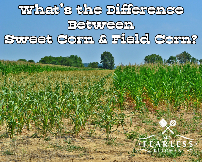 The difference between sweet corn and field corn