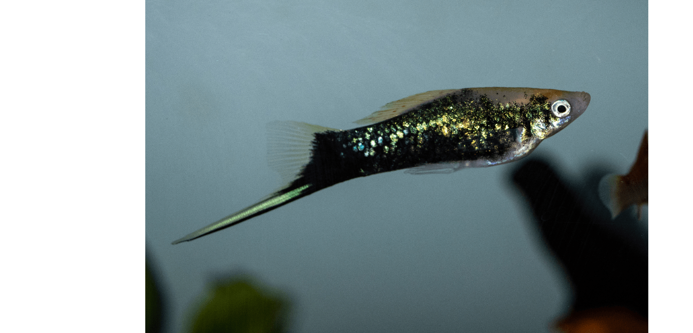 Swordtail Guppy