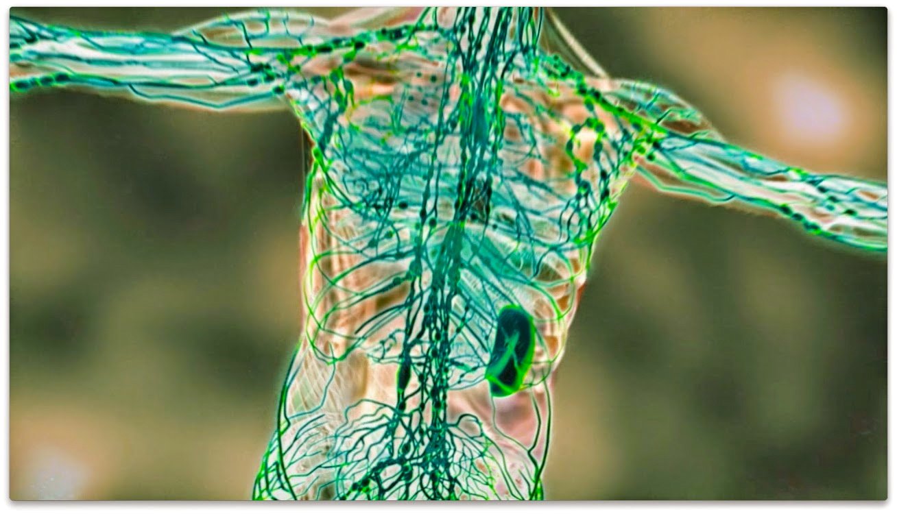 How can Massage & Exercise improve your Lymphatic System (Immune System