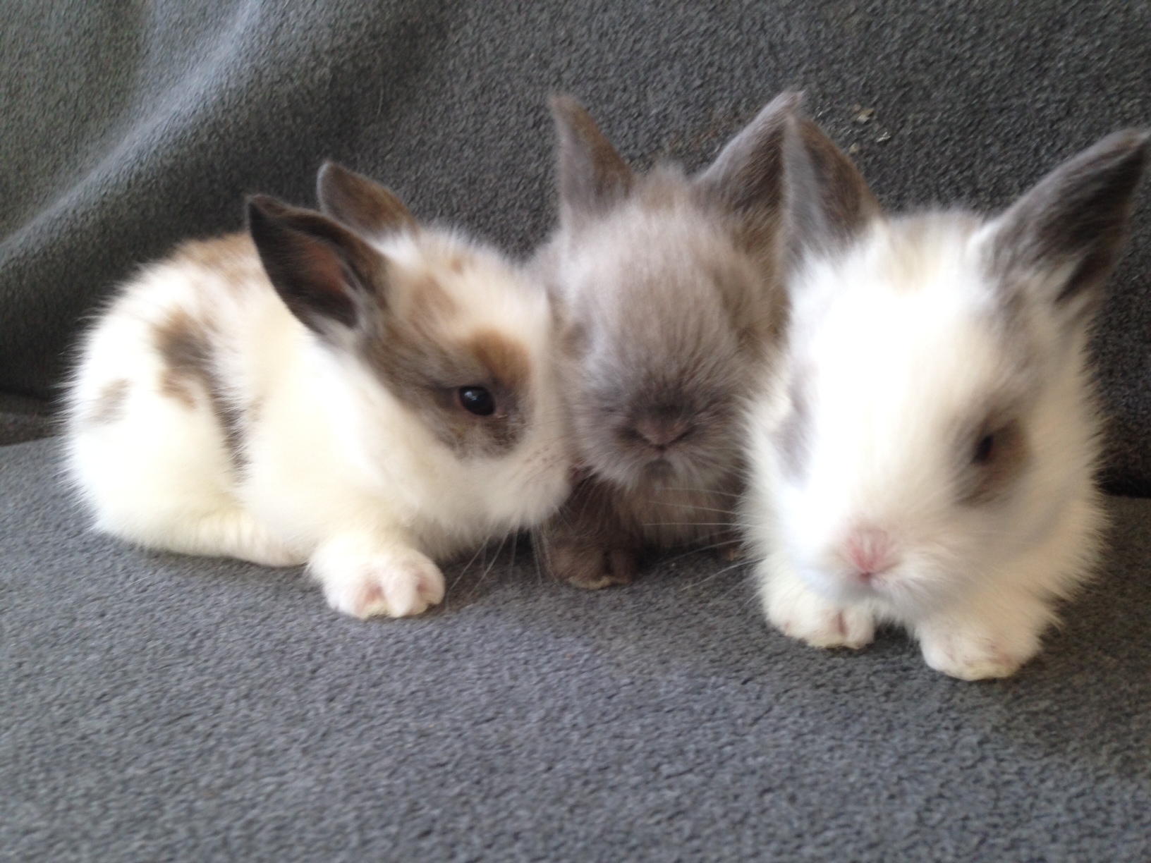 Lionhead Bunnies for Sale Arlington VA Virginia