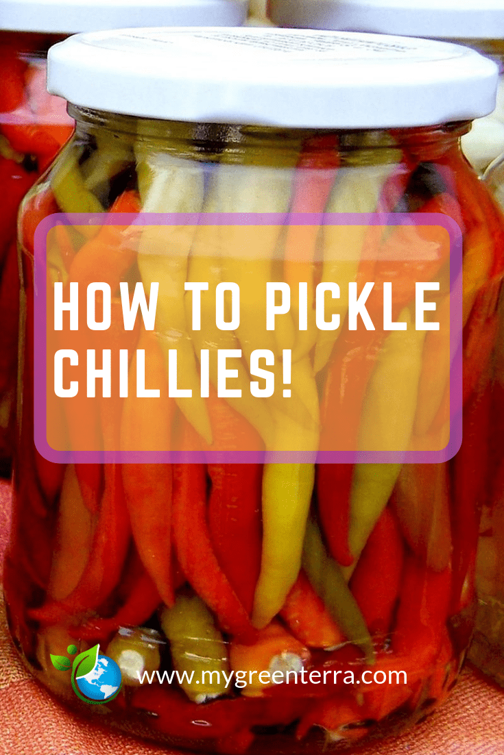 How To Pickle Chillies MyGreenTerra