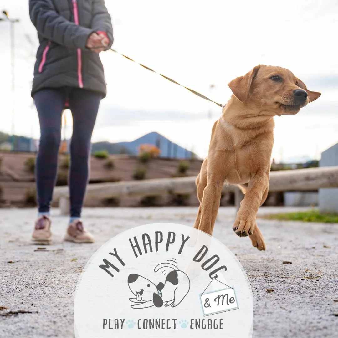 Why Does my Dog Pull? Dog Blog from My Happy Dog & Me