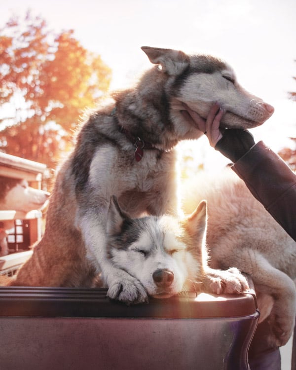 Do Huskies Need a Companion? Husky Care Guide My Happy