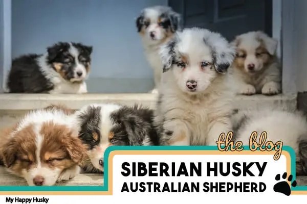 Husky Australian Shepherd Mix: Everything To Know! – My Happy Husky