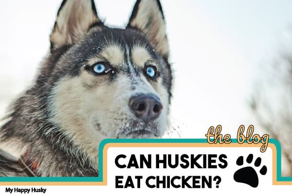 Can Huskies Eat Chicken? Best Advice My Happy Husky